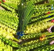 Sabato 23 Marzo 2024 dalle ore 16:00 “Le Palme ad Ostia Lido”