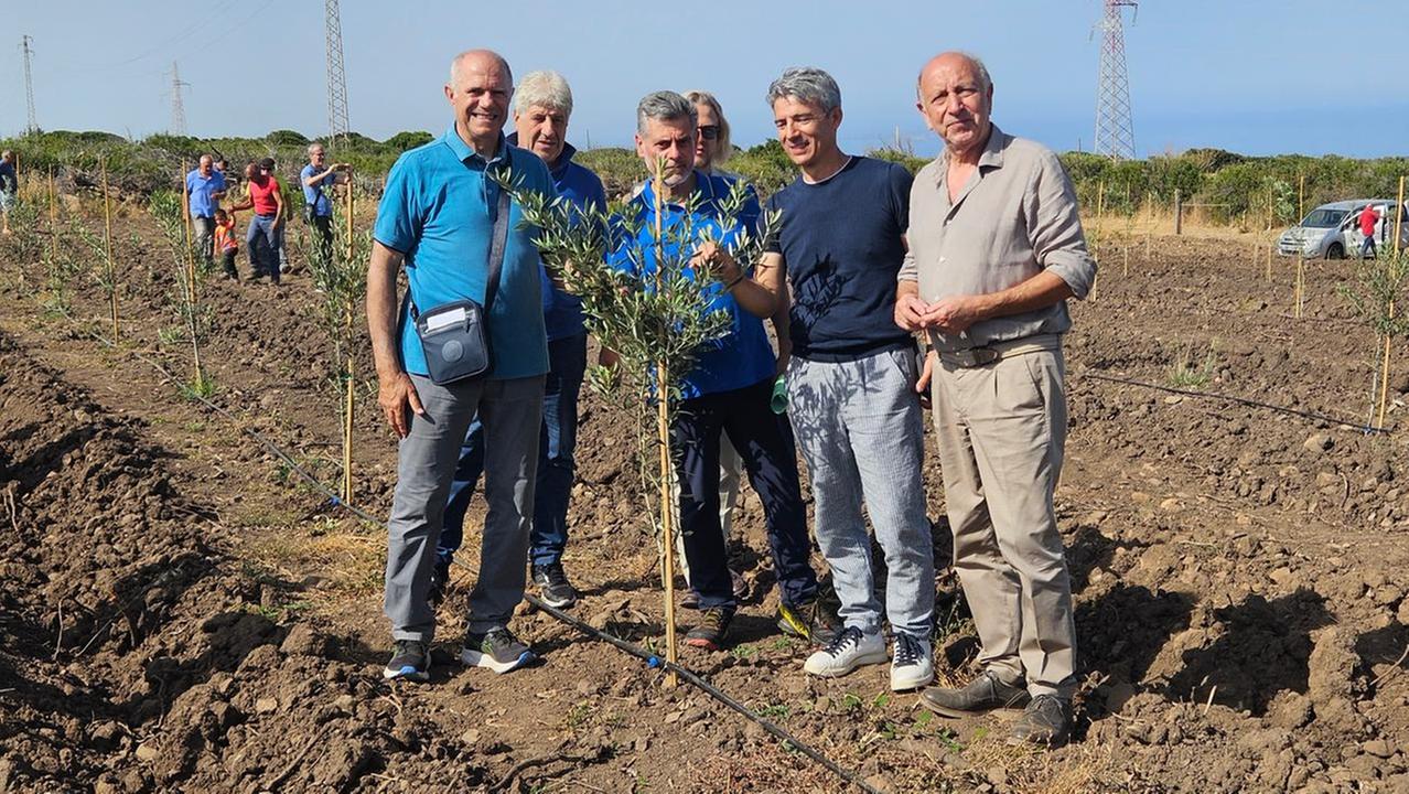 Con donazioni FASI, UNPLI e Associazione Isola Sardegna–Giappone, l’associazione Montiferru rigenera gli oliveti distrutti dai roghi dell’estate 2021